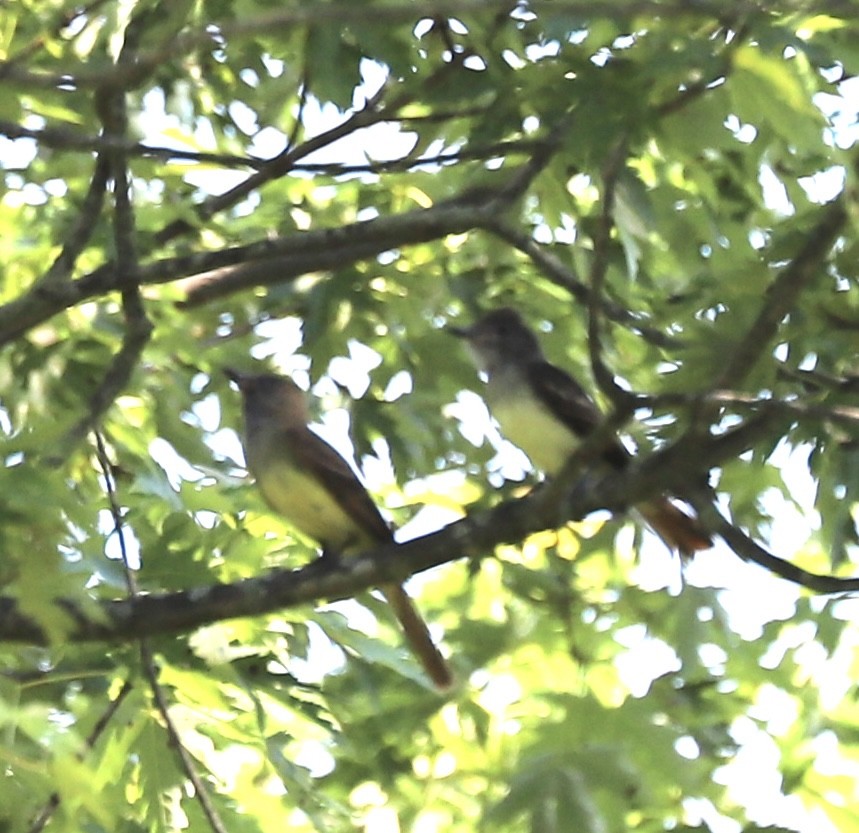 Great Crested Flycatcher - ML638397271