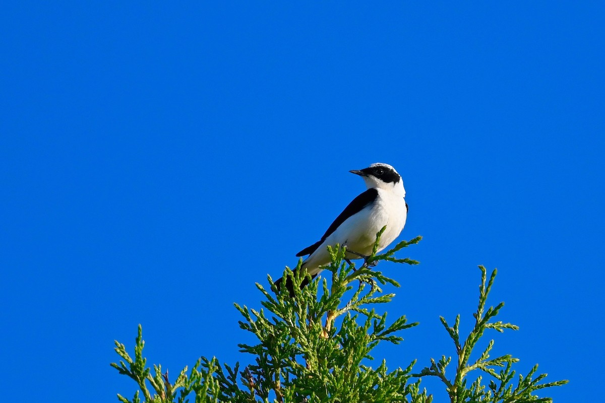 Eastern Black-eared Wheatear - ML638397285