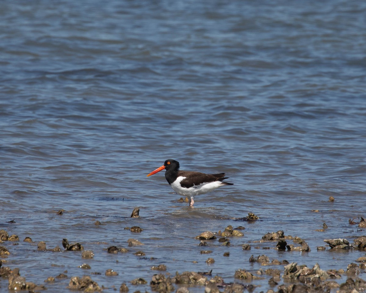American Oystercatcher - ML638397321