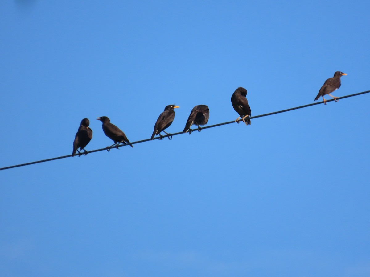 Javan Myna - ML638397323