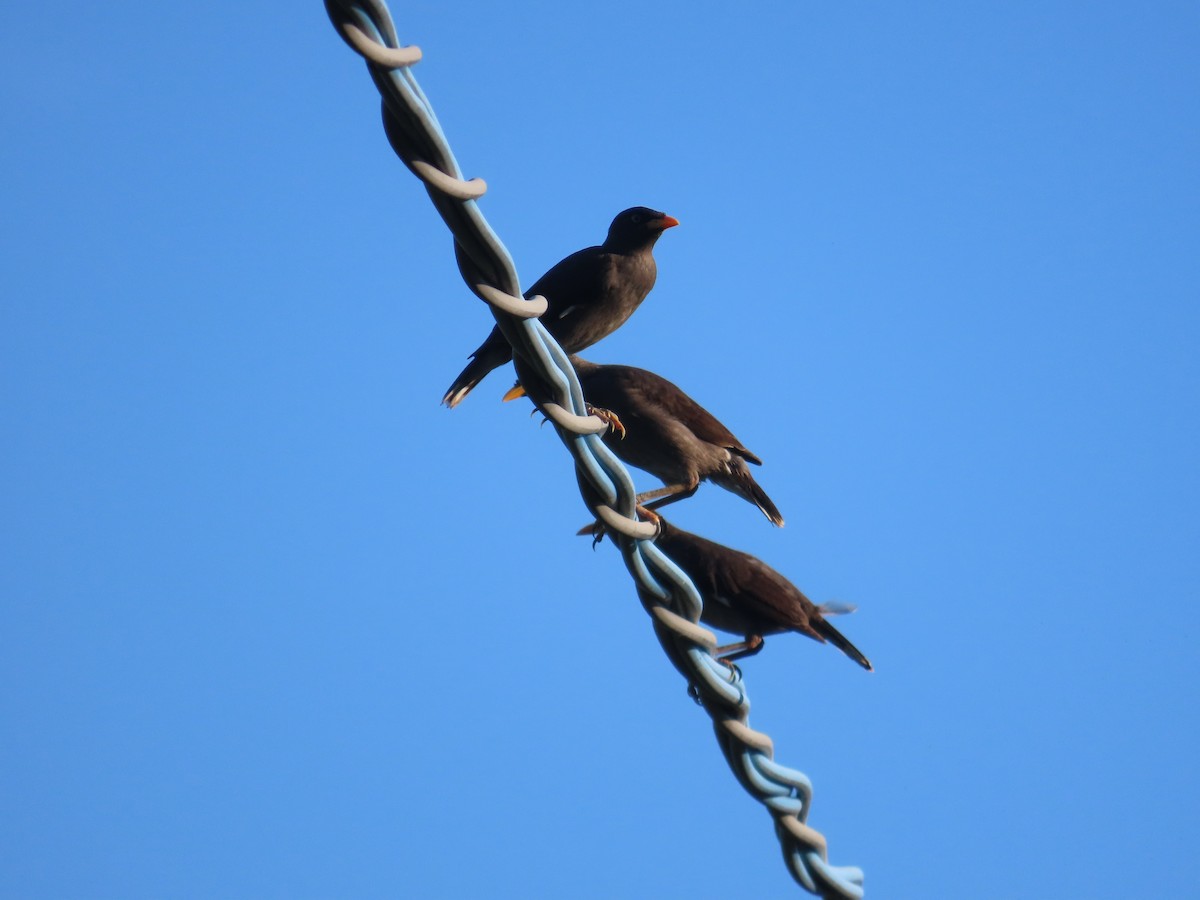Javan Myna - ML638397326