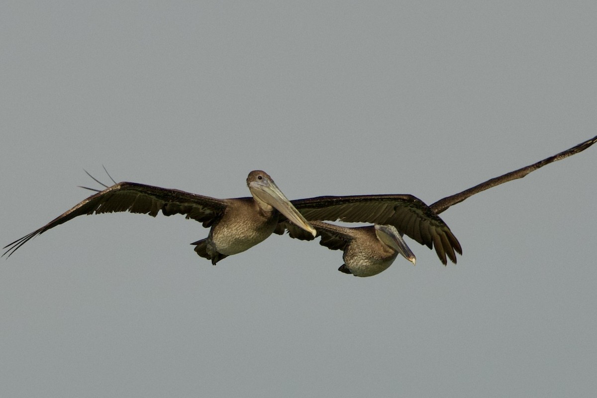 Brown Pelican - ML638397327