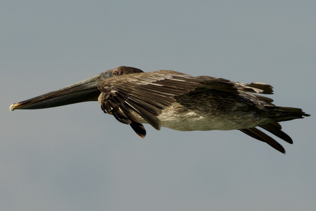 Brown Pelican - ML638397328