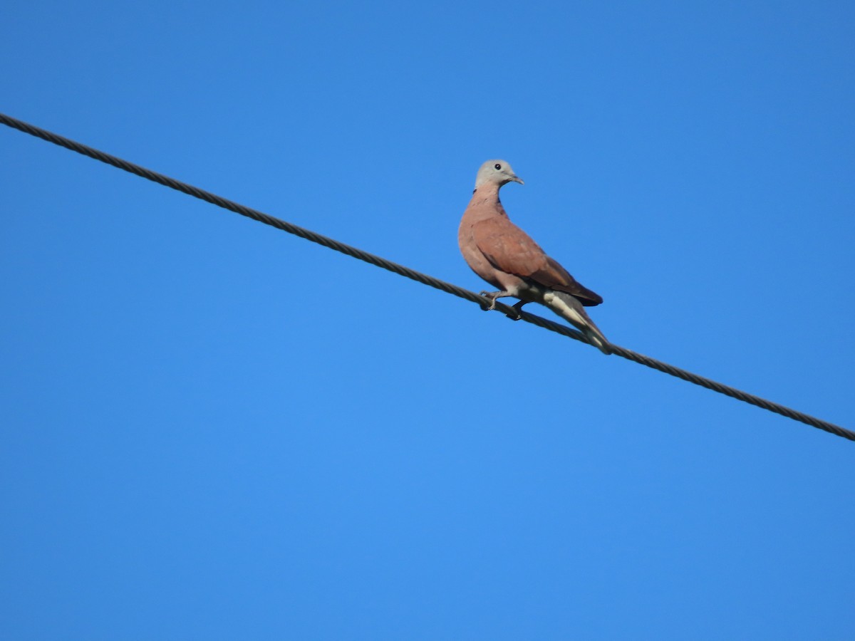 Red Collared-Dove - ML638397333