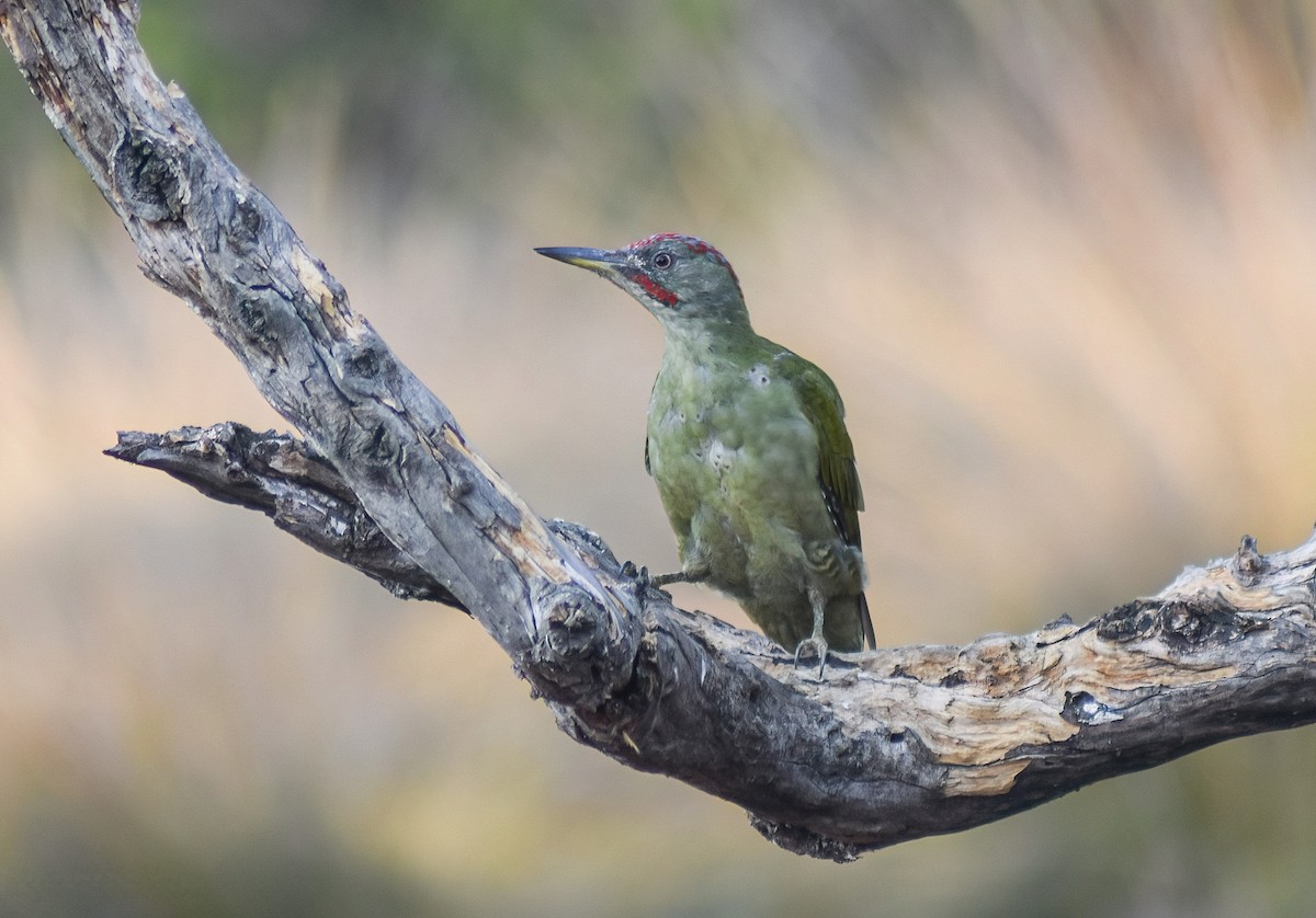 Iberian Green Woodpecker - ML638397334