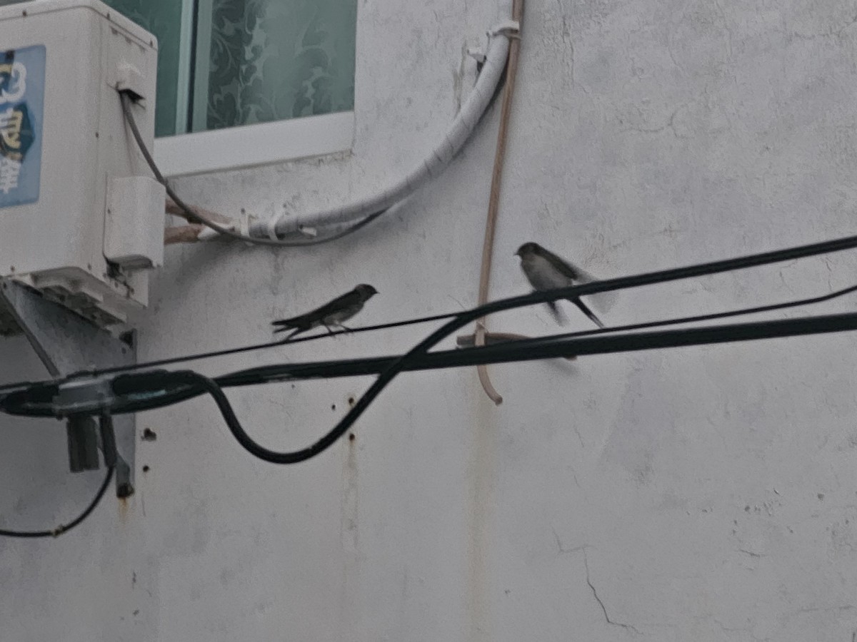 Eastern Red-rumped Swallow - ML638397335