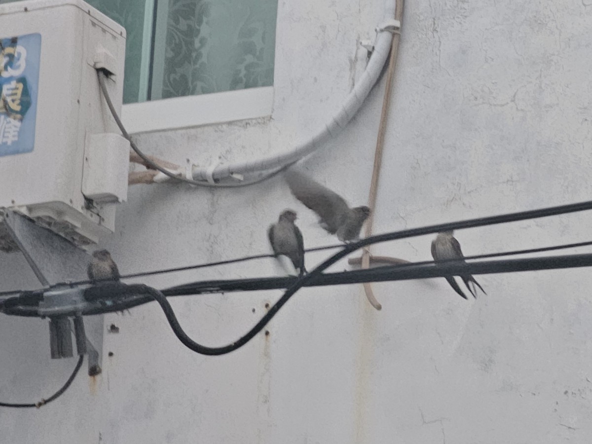 Eastern Red-rumped Swallow - ML638397336