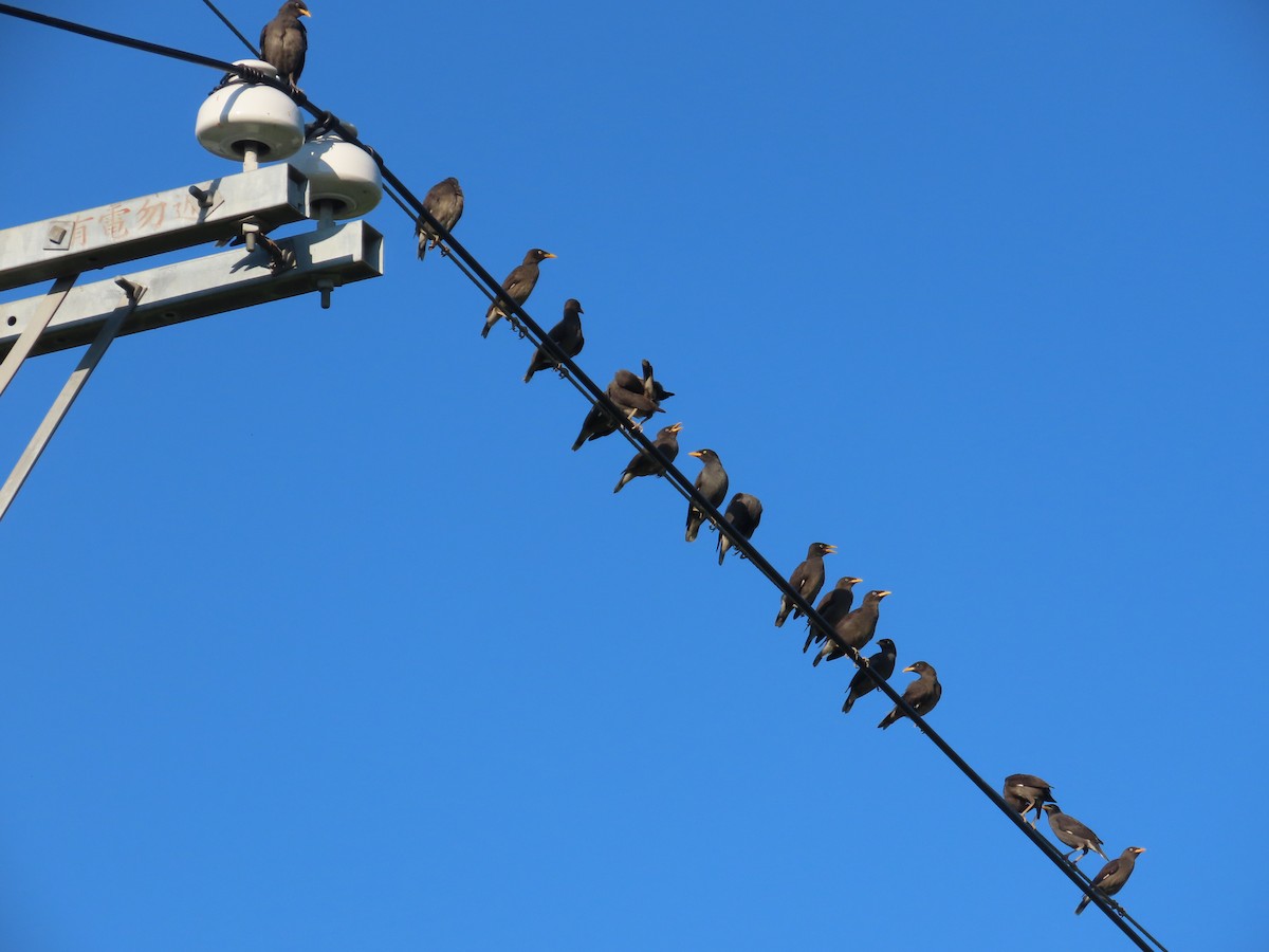 Javan Myna - ML638397337