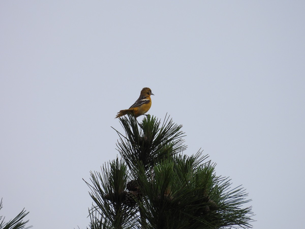 Baltimore Oriole - ML638397338