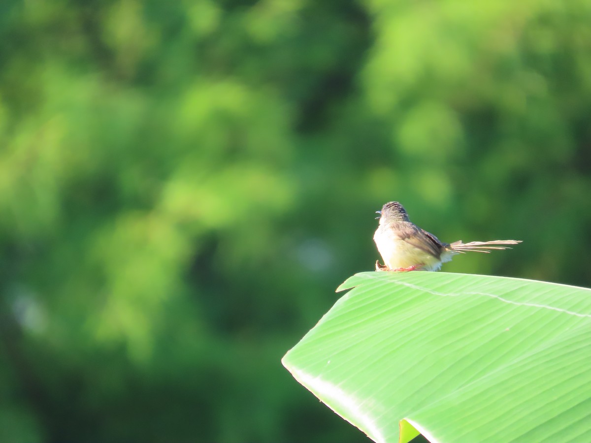 Yellow-bellied Prinia - ML638397342