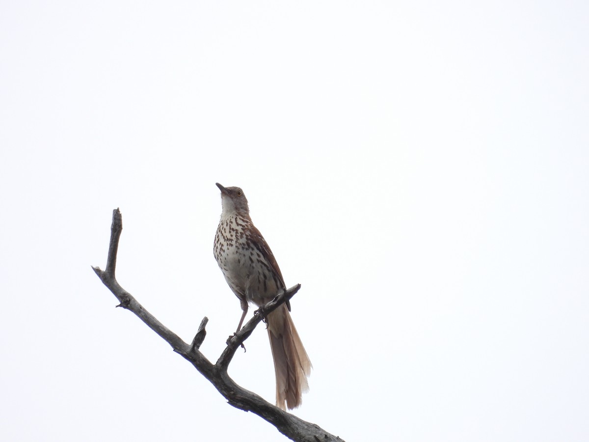 Brown Thrasher - ML638397348