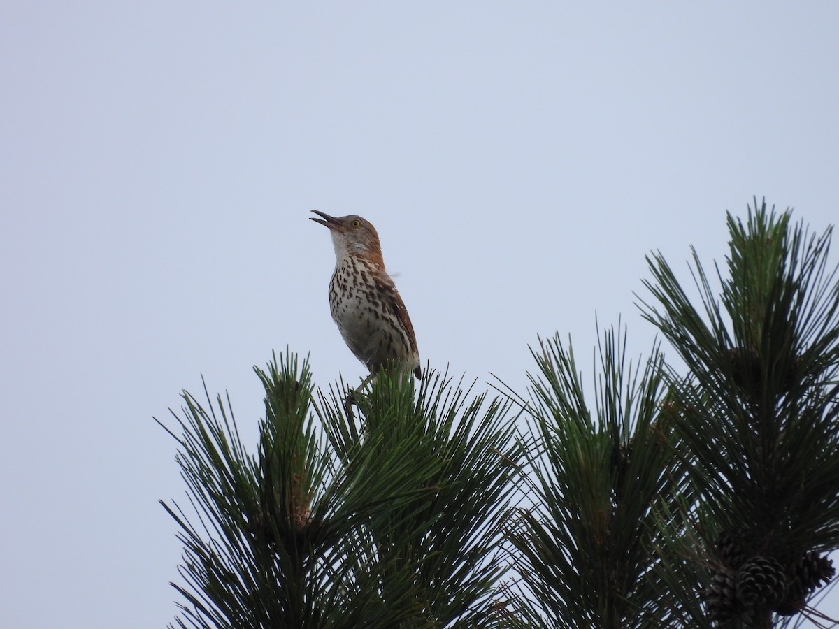 Brown Thrasher - ML638397349