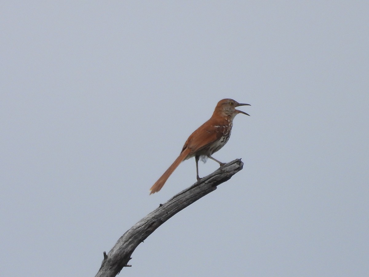 Brown Thrasher - ML638397351