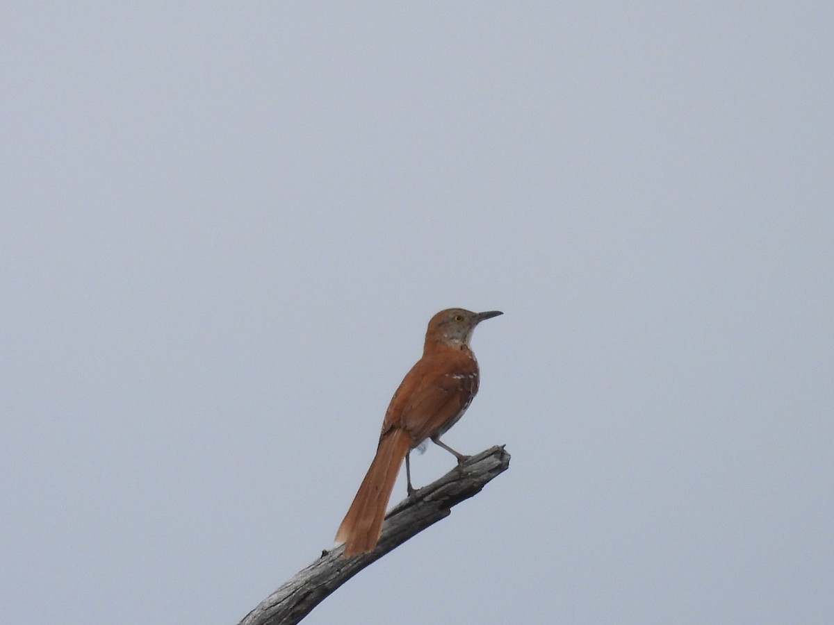 Brown Thrasher - ML638397352