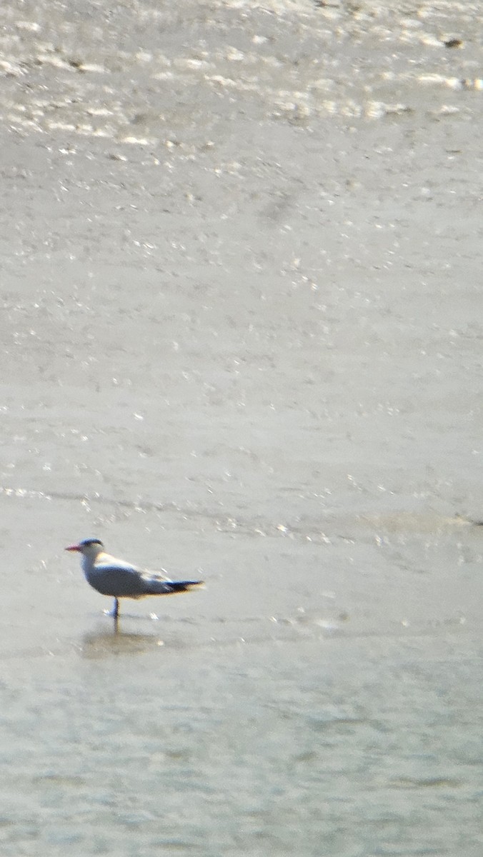 Caspian Tern - ML638397361