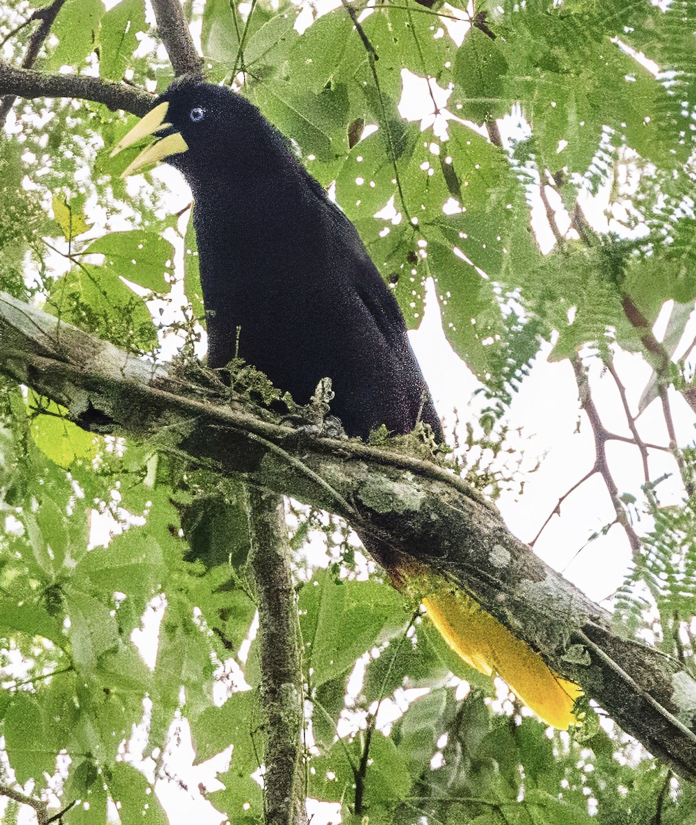 Crested Oropendola - ML638397362