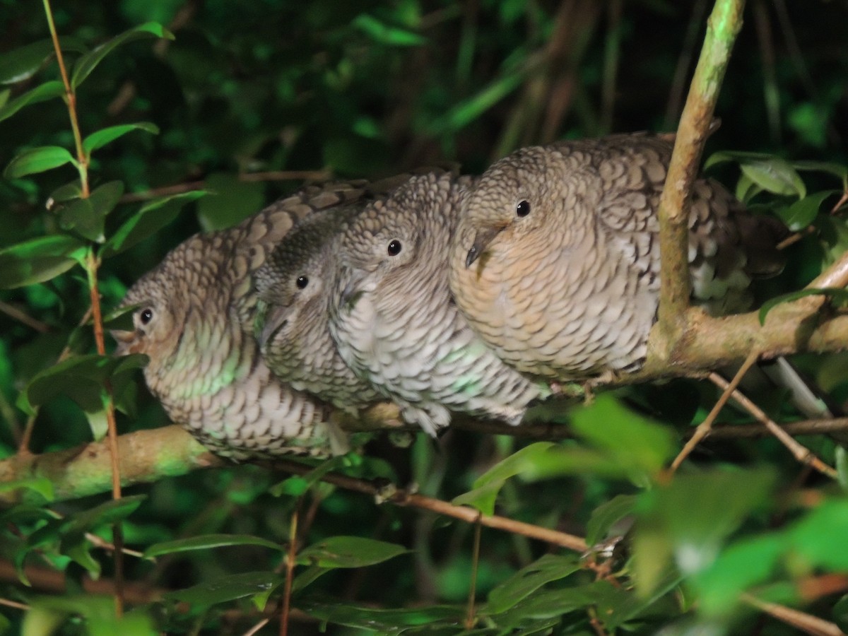 Scaled Dove - ML638397363