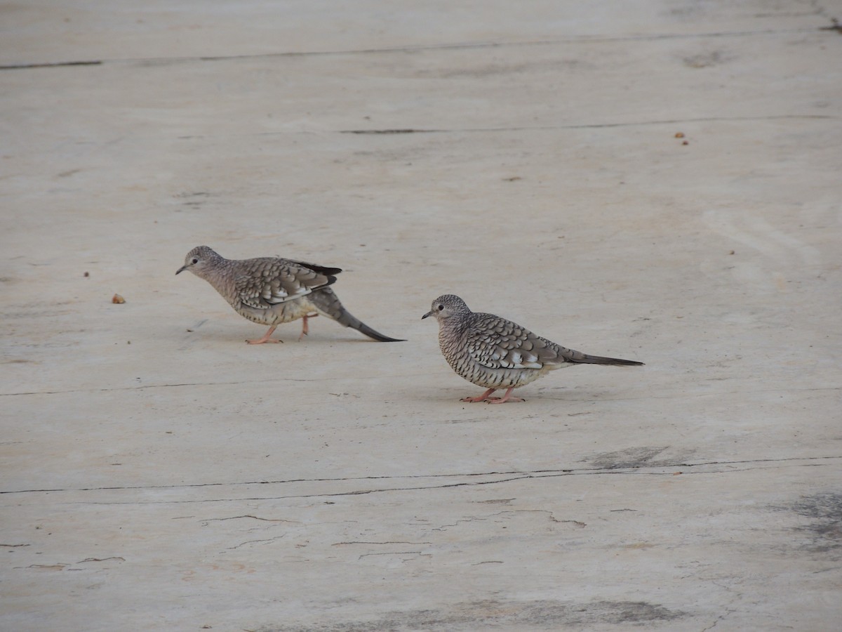Scaled Dove - ML638397364