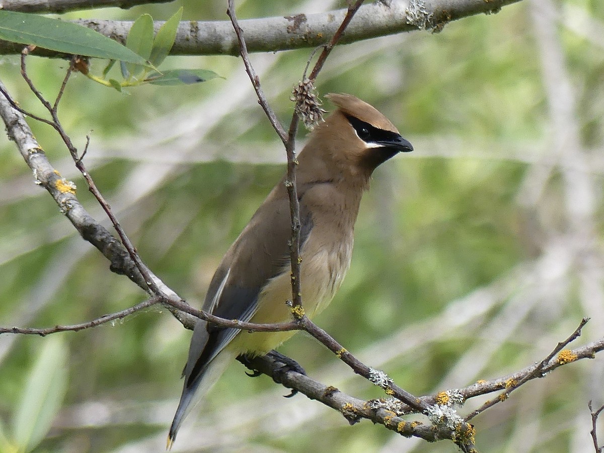 Cedar Waxwing - ML638397365