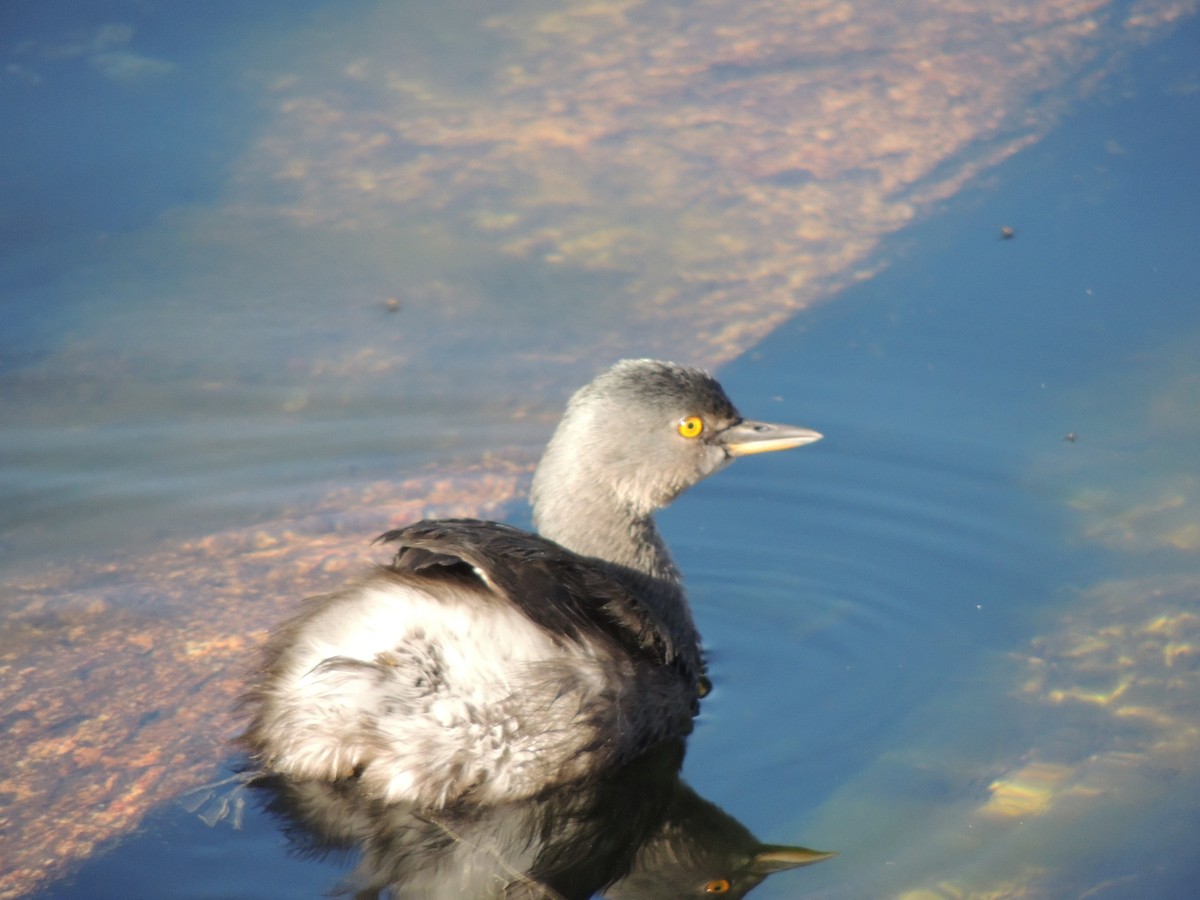 Least Grebe - ML638397366