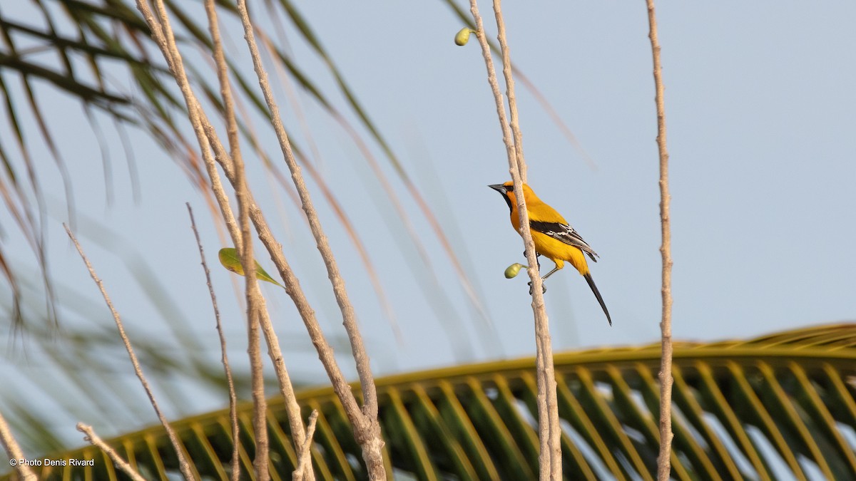 Yellow Oriole - ML638397367
