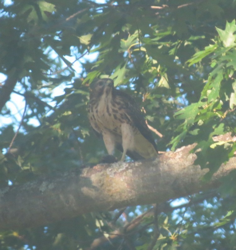 Red-shouldered Hawk - ML638397369