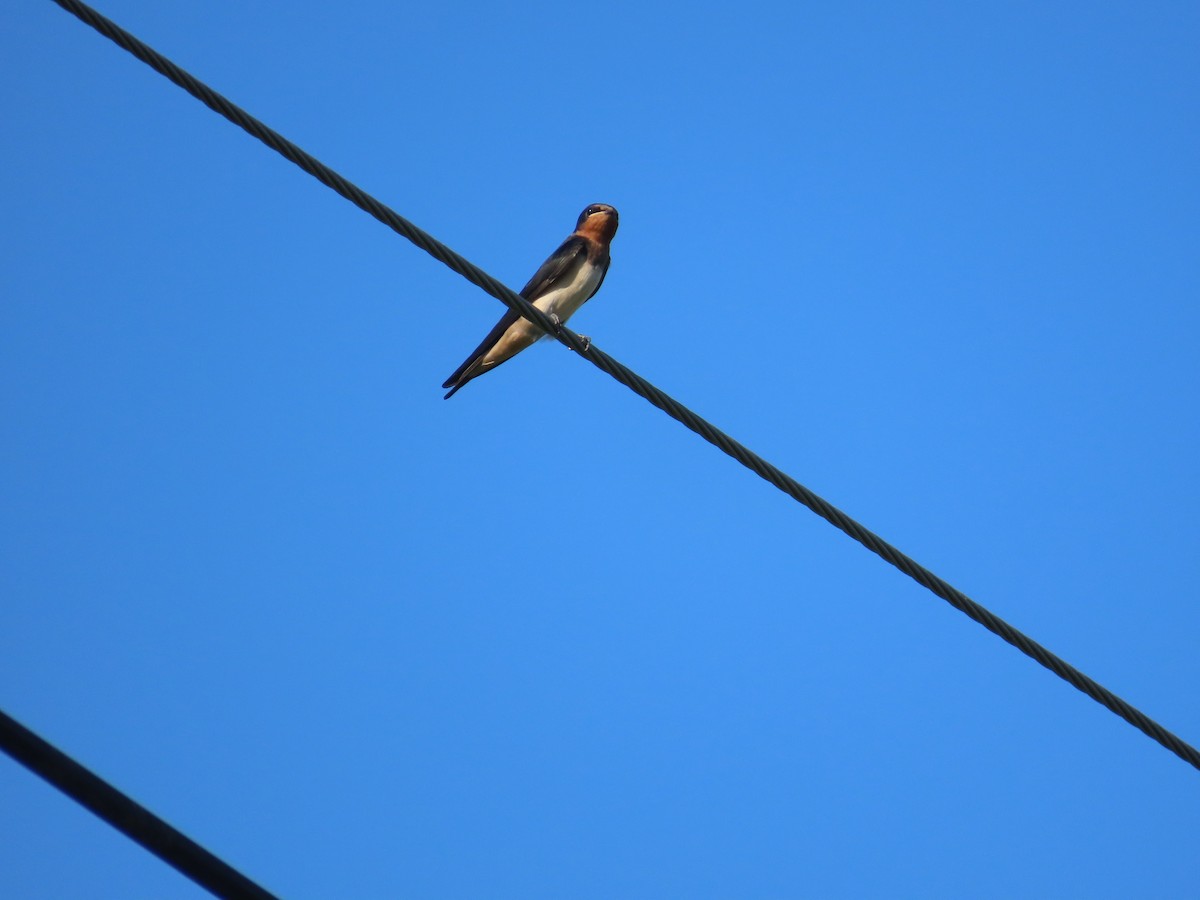 Barn Swallow - ML638397371