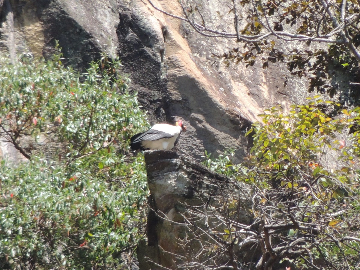 King Vulture - ML638397375