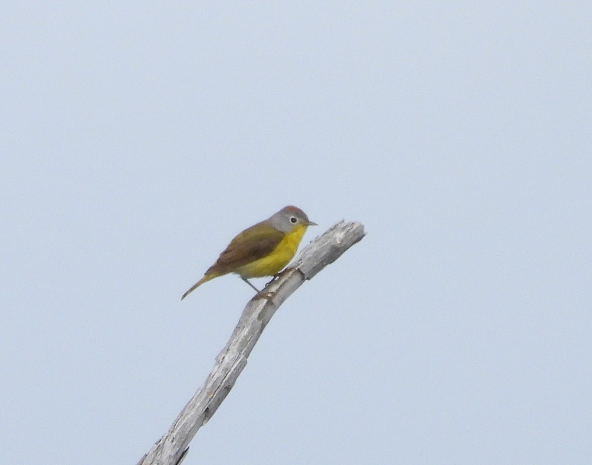 Nashville Warbler - ML638397376