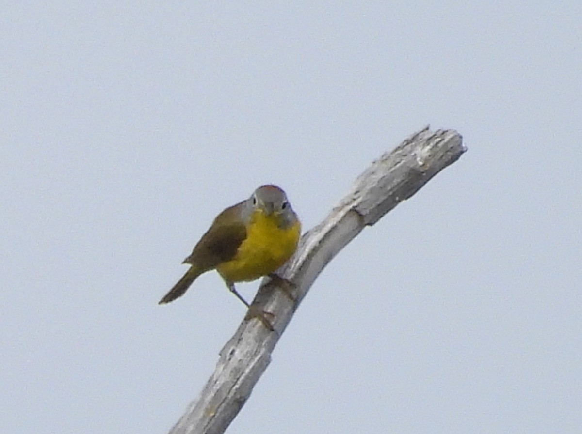Nashville Warbler - ML638397377