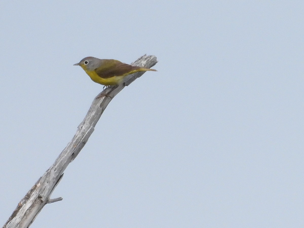 Nashville Warbler - ML638397378