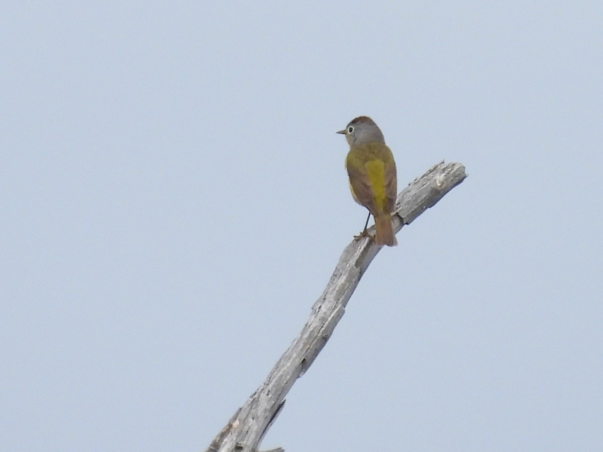 Nashville Warbler - ML638397379