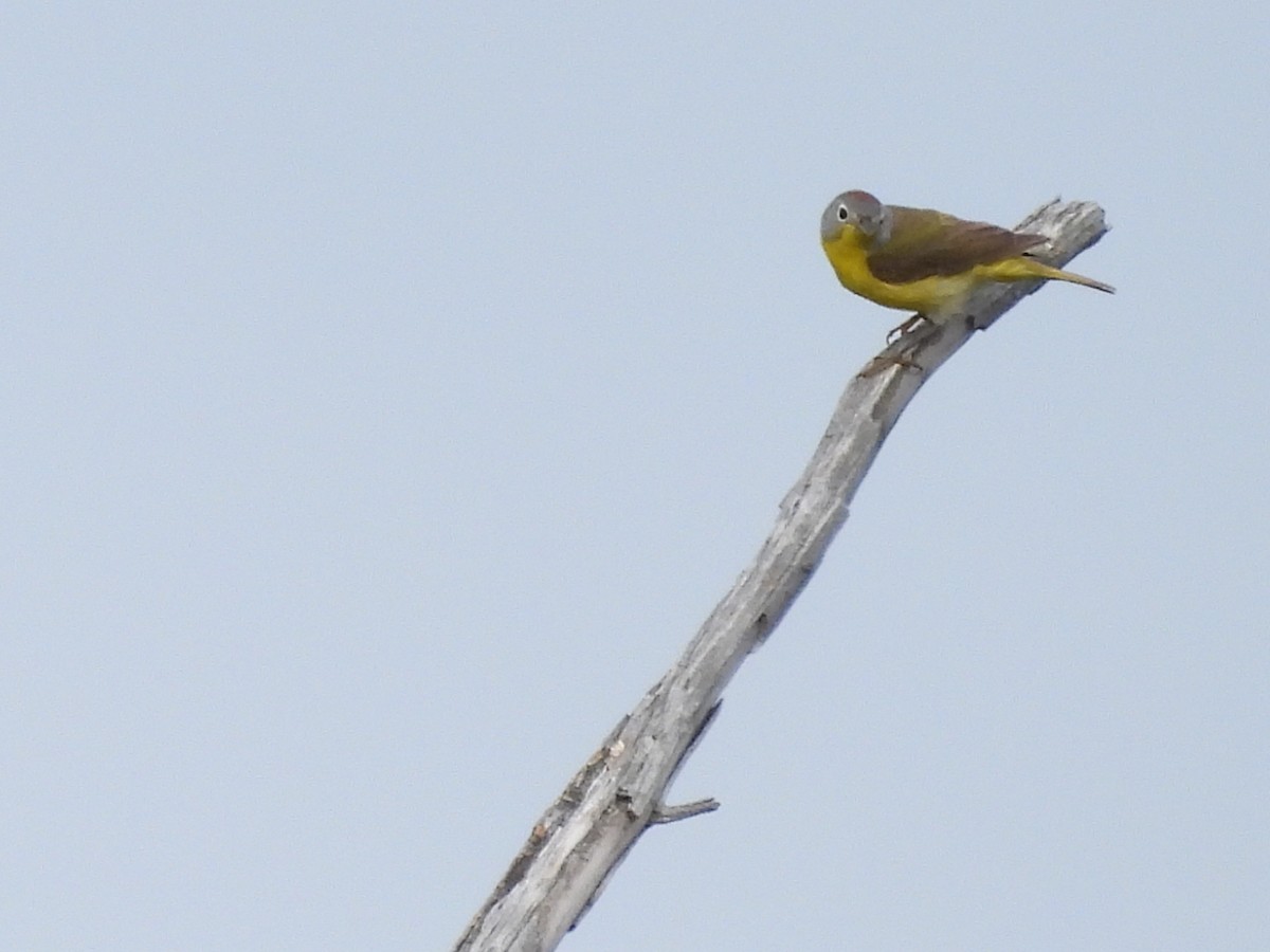 Nashville Warbler - ML638397380