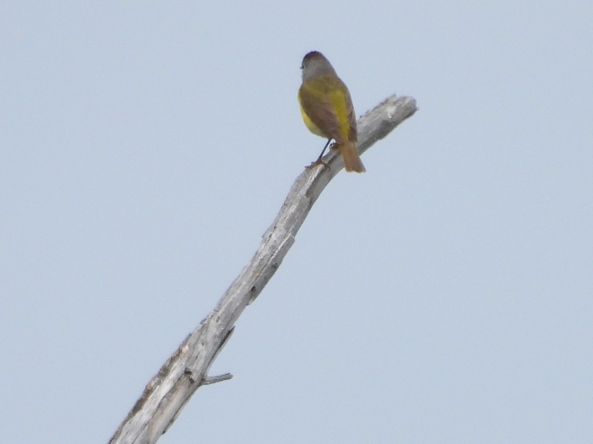 Nashville Warbler - ML638397381