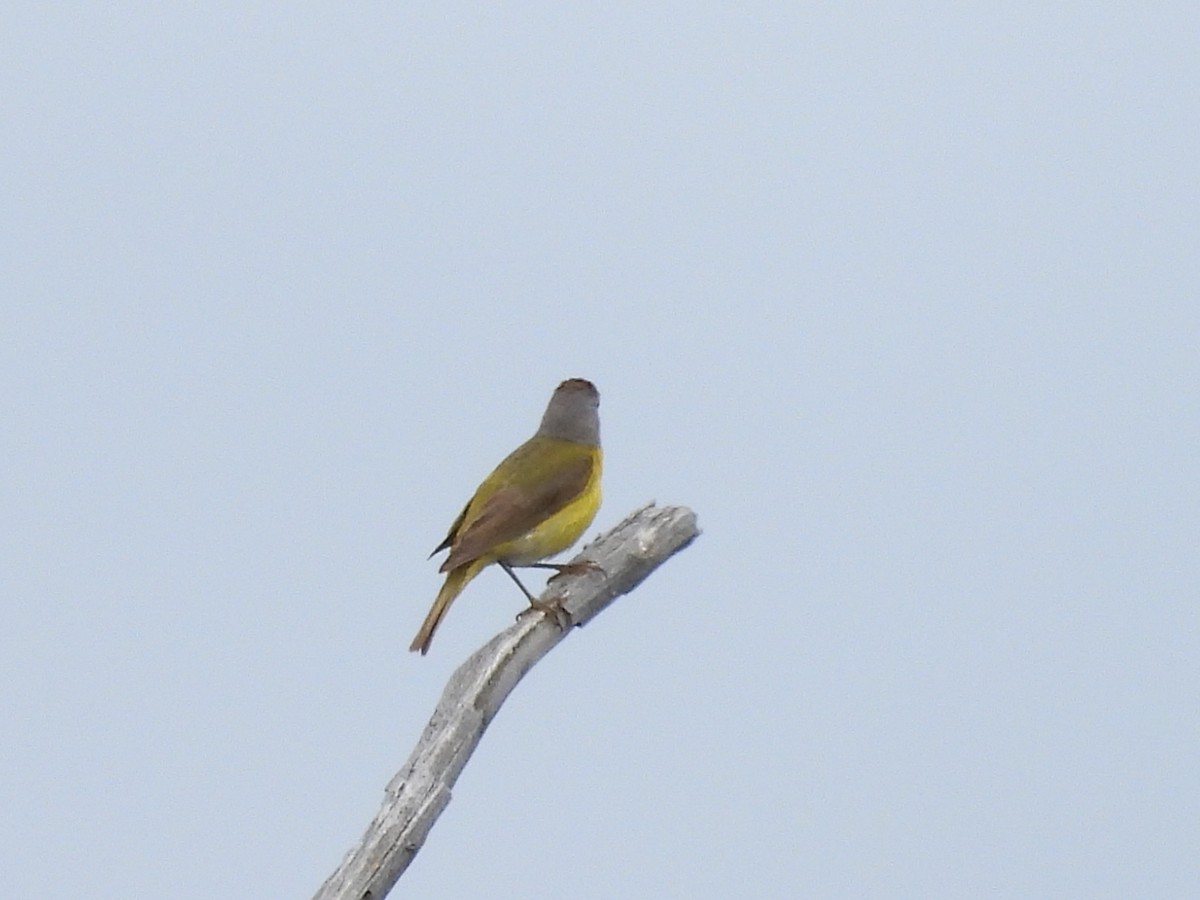Nashville Warbler - ML638397382