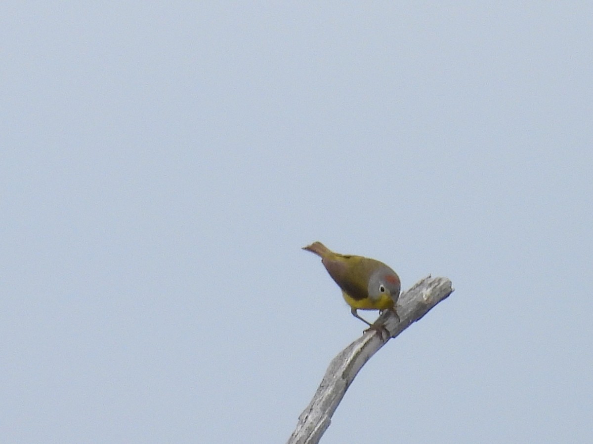 Nashville Warbler - ML638397383