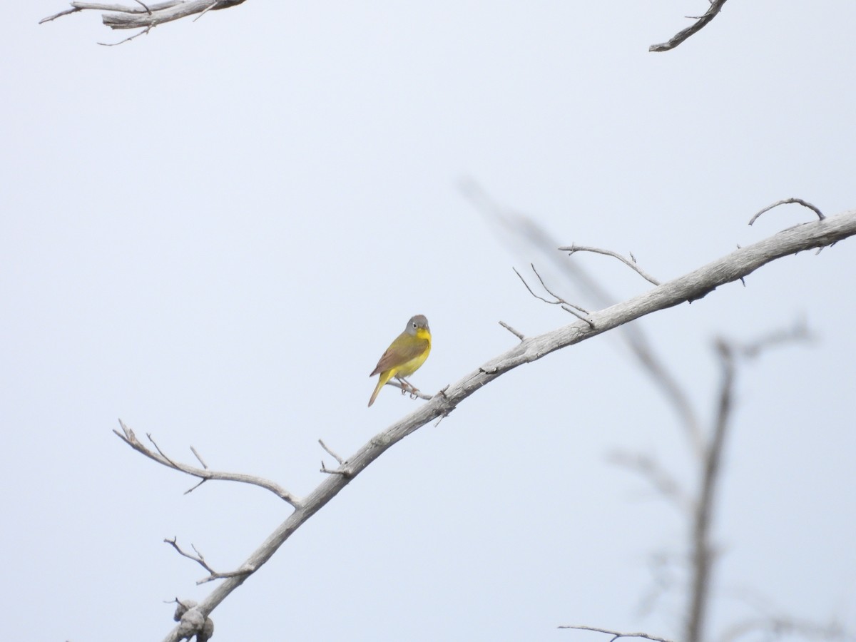 Nashville Warbler - ML638397384