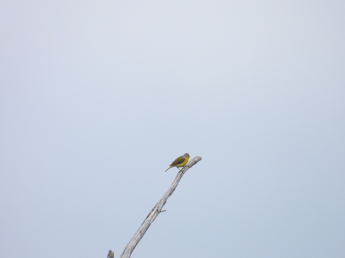 Nashville Warbler - ML638397385