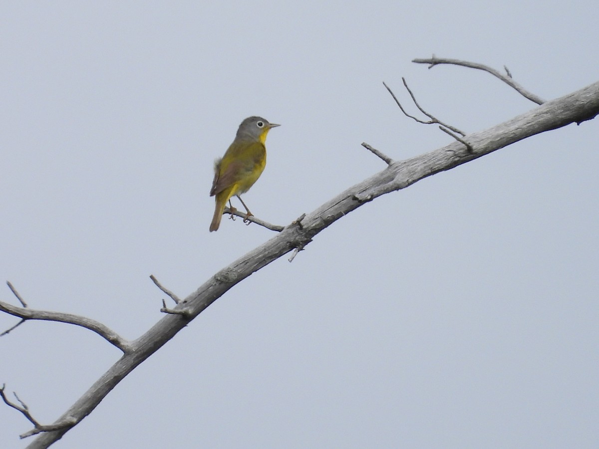 Nashville Warbler - ML638397386