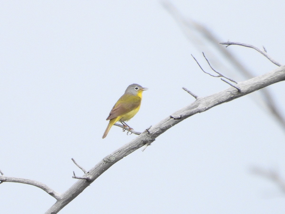 Nashville Warbler - ML638397387