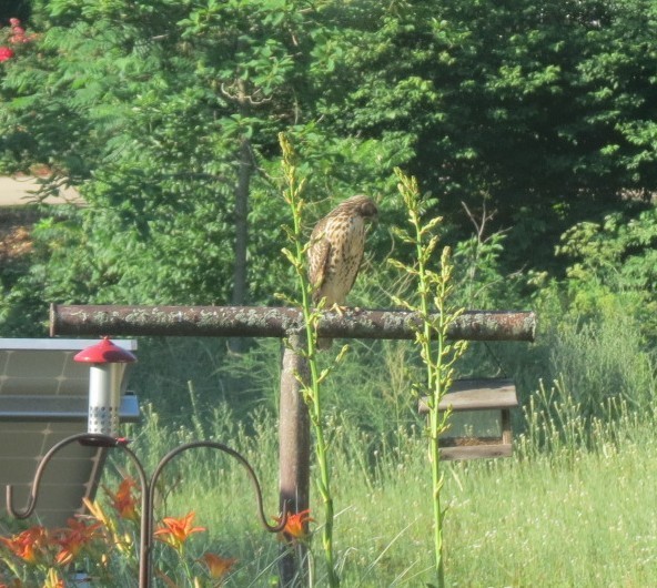 Red-shouldered Hawk - ML638397390