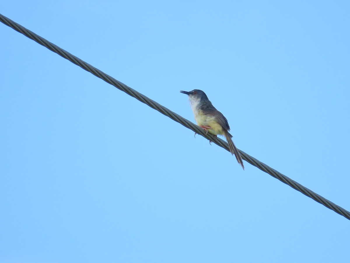 Yellow-bellied Prinia - ML638397395