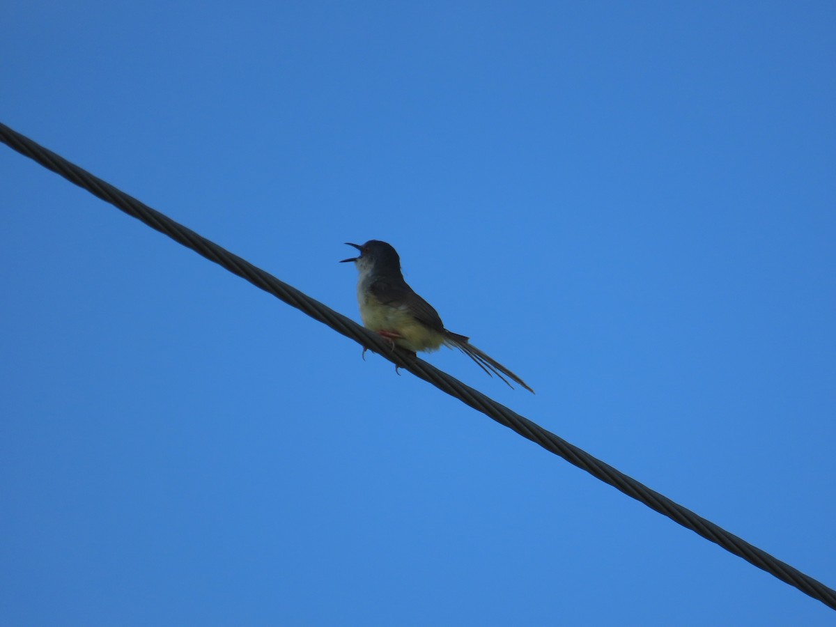 Yellow-bellied Prinia - ML638397396