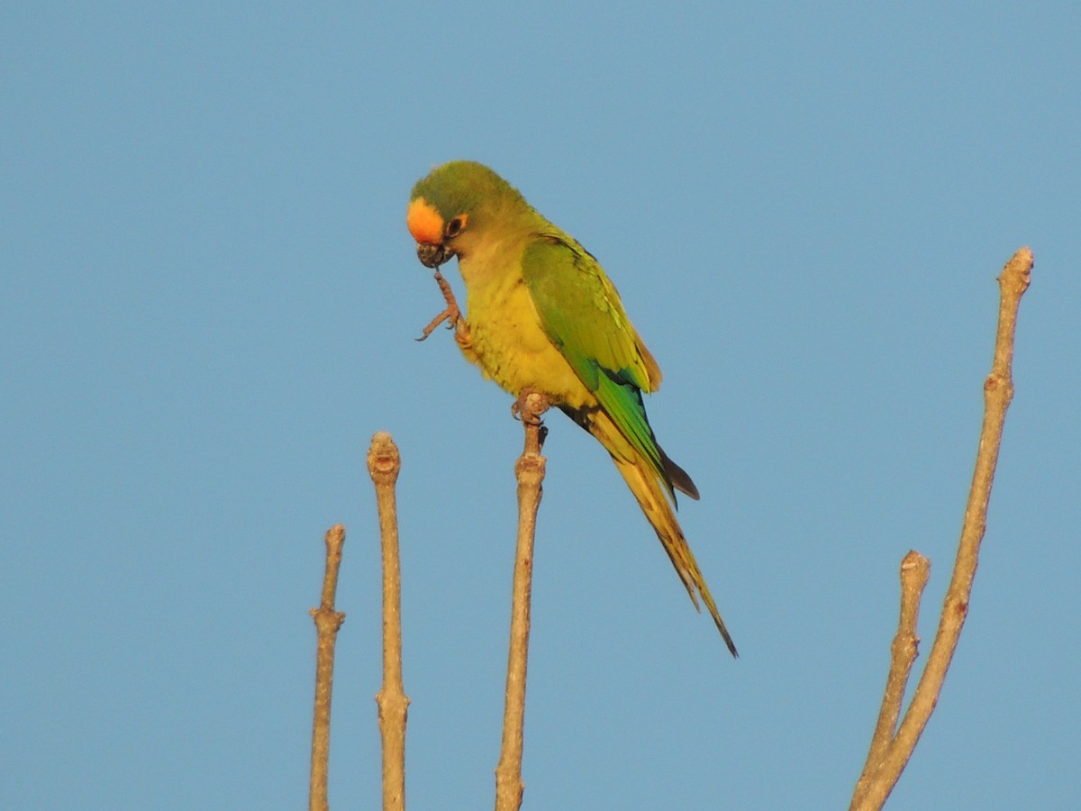 Peach-fronted Parakeet - ML638397421