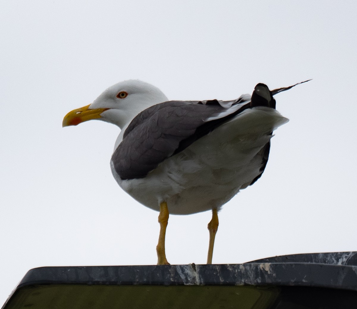 Lesser Black-backed Gull - ML638397520
