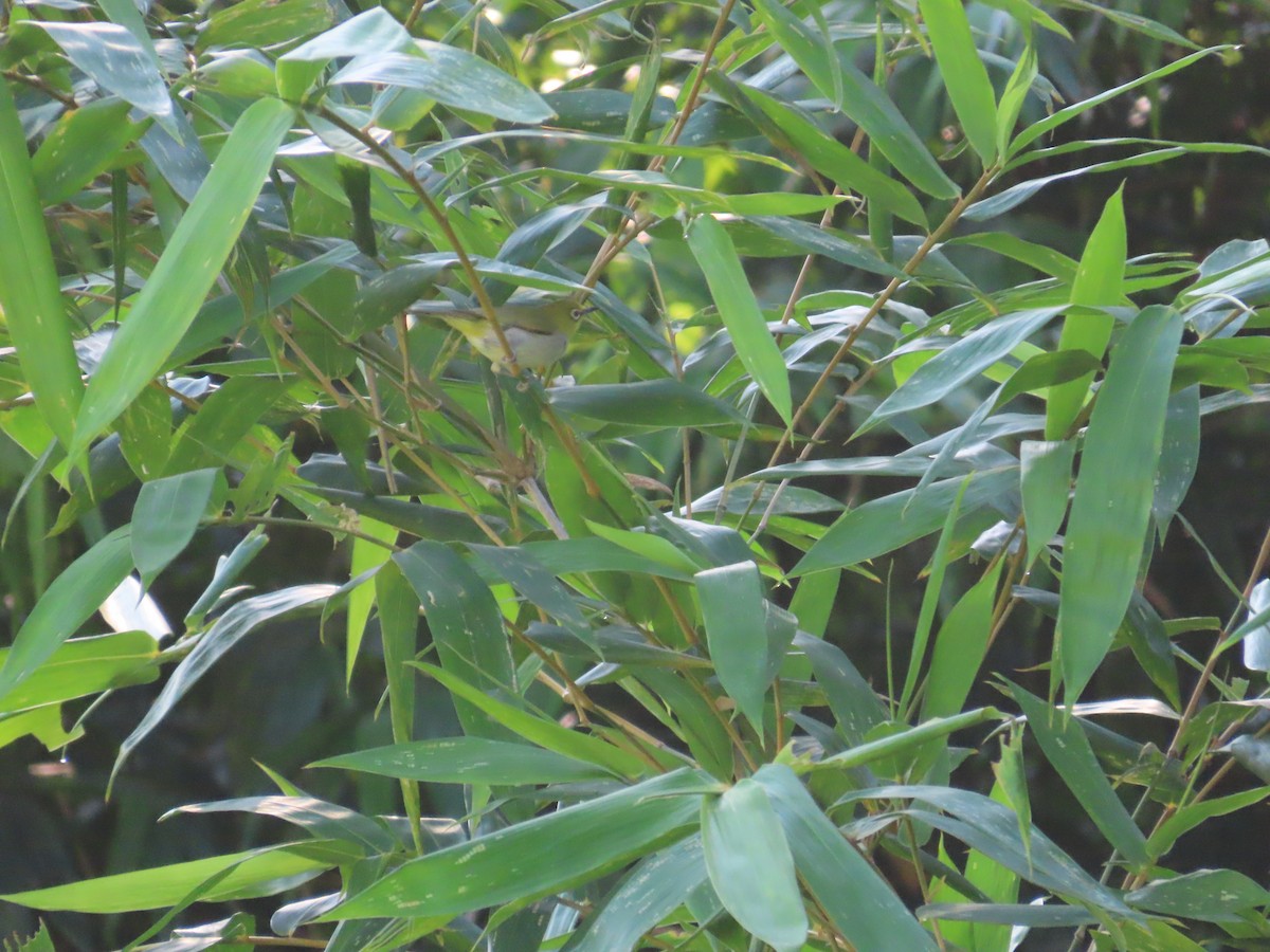 Swinhoe's White-eye - ML638397533