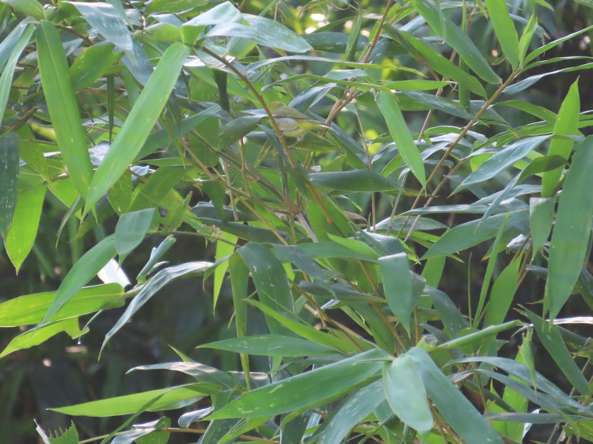 Swinhoe's White-eye - ML638397534