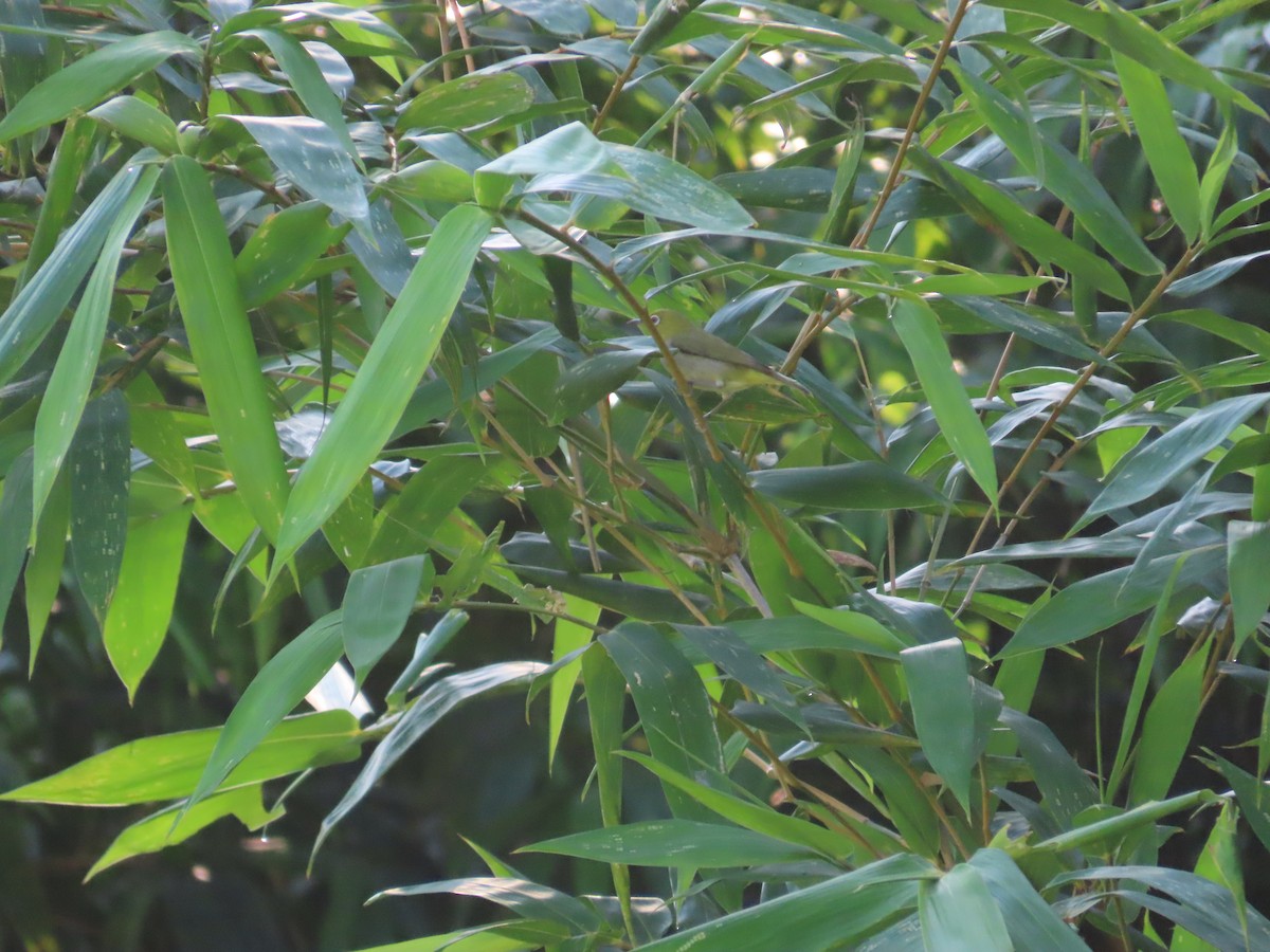 Swinhoe's White-eye - ML638397535