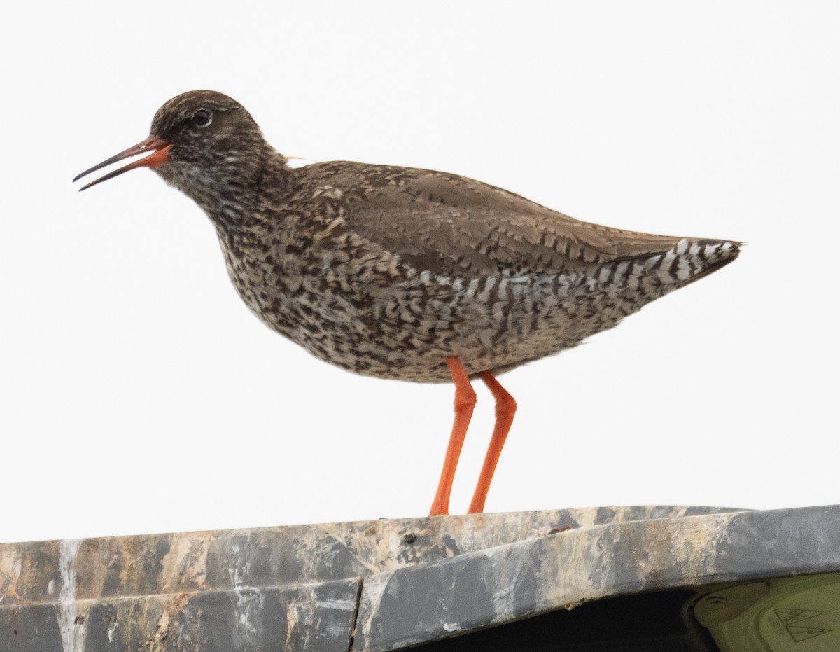 Common Redshank - ML638397583