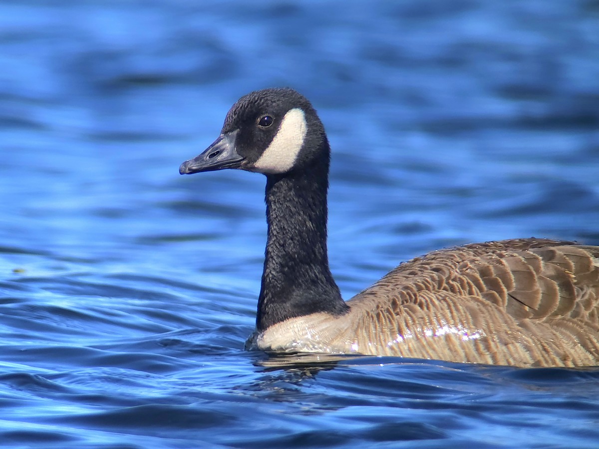 Canada Goose (canadensis Group) - ML638397607